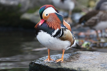 Mandarin Duck