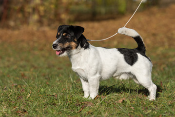 Jack Russell Terrier male - standing - 1,5 years old