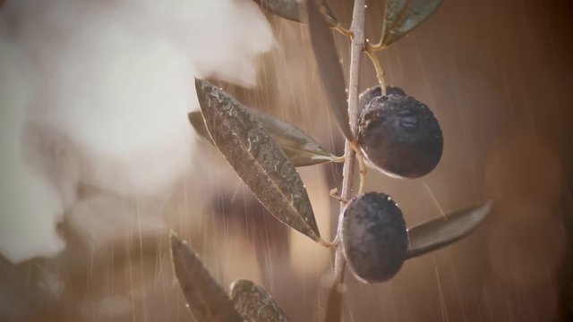 Close-up of olives on tree under rain