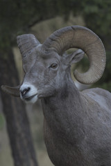 Bighorn Sheep Portrait