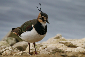 Lapwing