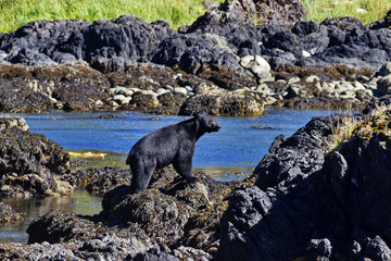Black bear on Vancouver Island at Ucluelet, British Columbia