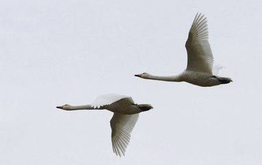 Hooper Swans in flight