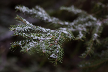 Snow on a pine tree branch Christmas