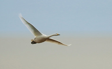 Hooper Swan in flight