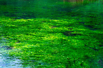 Emerald green flowing river
