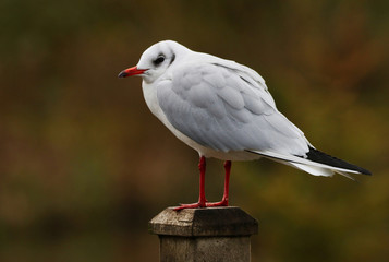 Gull on a post