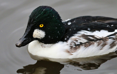 Goldeneye