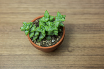 Kakteen und Sukkulenten