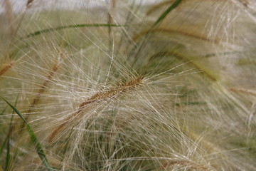 wheat background 2