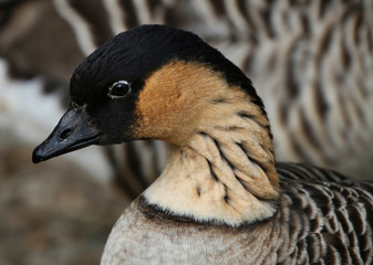 Barnacle Goose