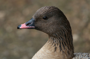 Goose