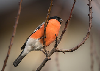 Male bullfinch sitting on a branch in winter