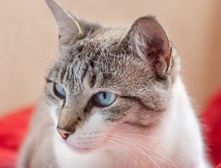 White and grey cat with blue eyes looking sideways, with red background