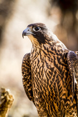 Immature Peregrine Falcon sitting on tree stump