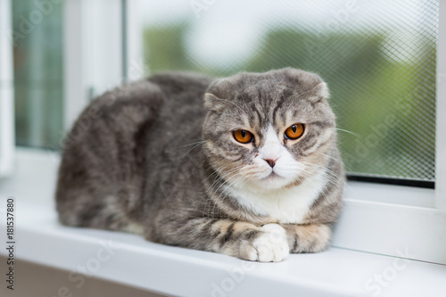 Scottish Fold Cat Breed With Orange Eyes Lies On A Windowsill