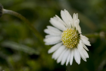 Obraz premium Frozen daisy