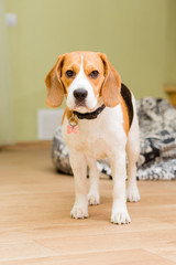 Beagle dog aged 2 years old standing on the floor