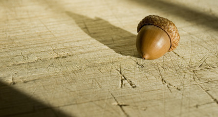 Background: acorn of an oak, brown, shiny, falling from a plant, isolated on an old wooden table,...
