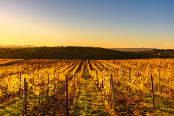 Autumn vineyards in Tuscany, Chianti, Italy at sunset light