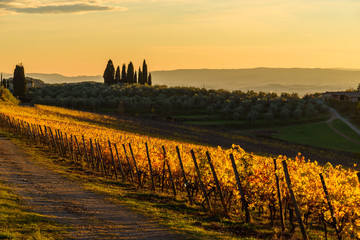 Autumn vineyards in Tuscany, Chianti, Italy at sunset light