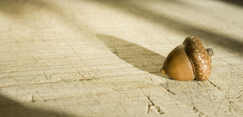 Background: acorn of an oak, brown, shiny, falling from a plant, isolated on an old wooden table, lit by sunlight, autumn, Italy © Angela