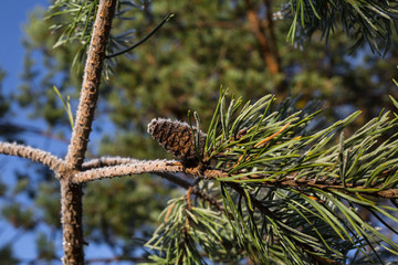 Frozen pine branche in winter