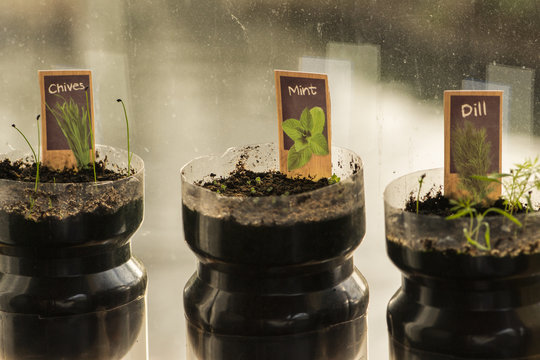 Herb sprouts