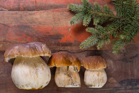 Wild edible raw mushrooms Boletus Edulis, tasty ingredient for many vegetarian dishes, close up..