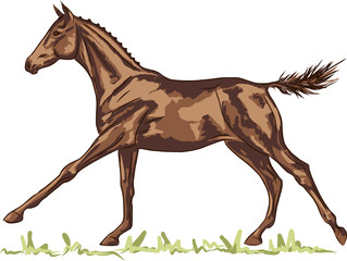A sketch of a freely galloping foal.