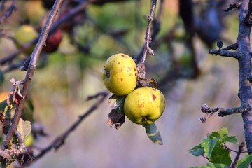 albero di mele con frutti gialli nel bosco