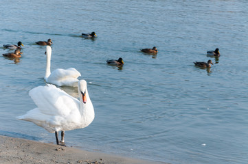 Swan, Flock of beautiful white mute swans swim in the blue water surrounded by ducks selective focus