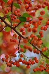 Frutti rossi di una pianta di Pyracantha