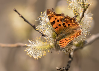 Polygonia c-album butterfly feeding on blossoms of a willow