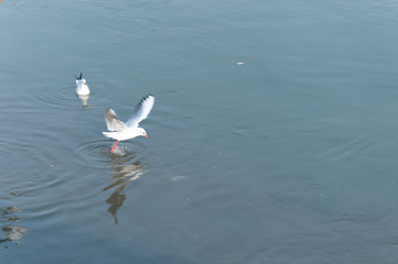 Flock of seagulls flying over the water looking for food with motion blur and selective focus