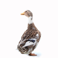 Duck on the white background
