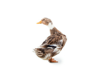 Duck on the white background