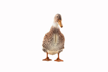 Duck on the white background