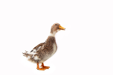 Duck on the white background