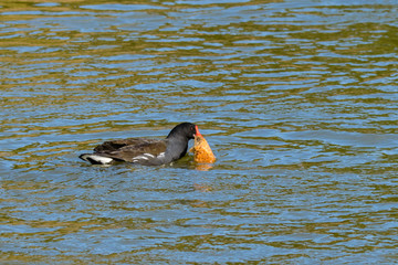 Feeding bread to the moorhen and mallard ducks