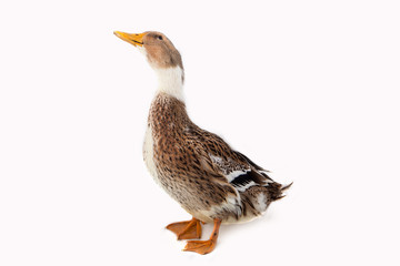Duck on the white background