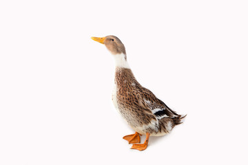 Duck on the white background