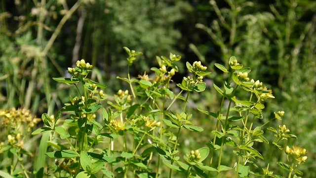 St. John's wort, medicinal plant with flower in the field.