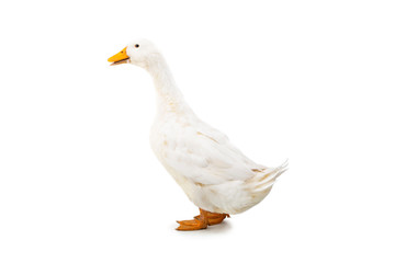 Duck on the white background