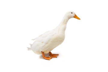 Duck on the white background