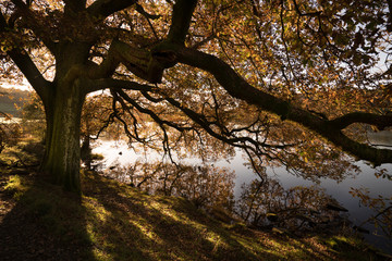 Fototapeta premium Autumn, fall, tree over water 