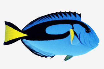 Obraz premium Blue Tang Fish -The Blue Tang Fish is a saltwater species reef fish in tropical regions of Indo-Pacific oceans and eat plankton and algae. 