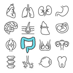 Black line Internal Organs icons set. Includes such Icons as Liver, Heart, Embryo.