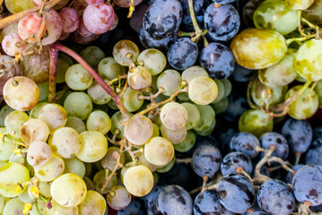 Grapes
