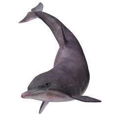 Bottlenose Dolphin on White - The Bottlenose dolphin inhabits warm and temperate seas and searches for forage fish to eat.